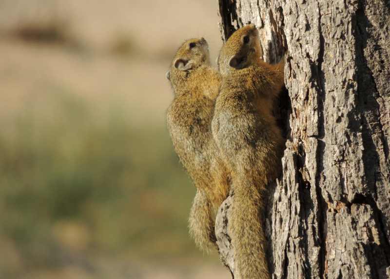 Tree Squirrel