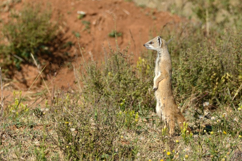 Yellow Mongoose