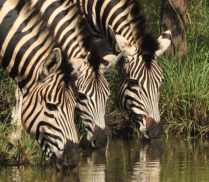 Burchell's Zebra