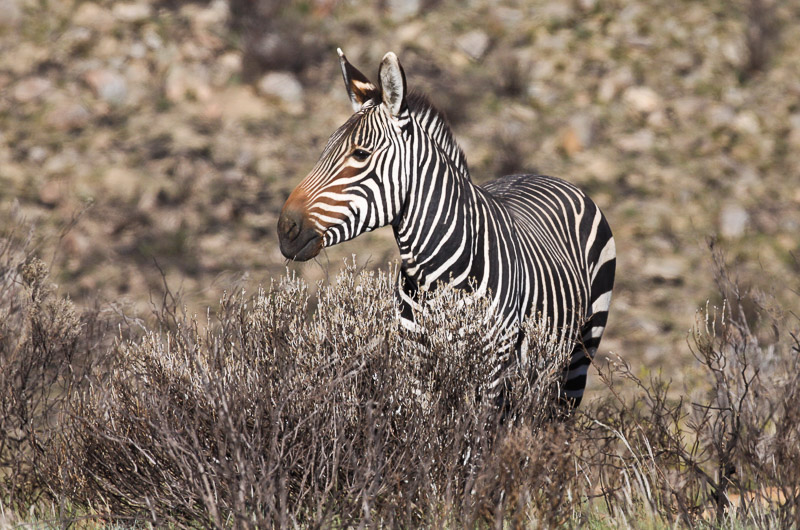 Kaapse Bergkwagga