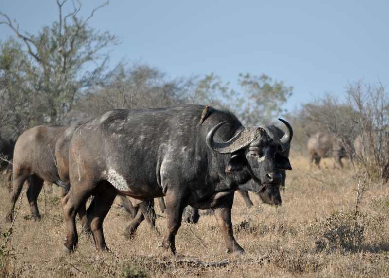 Cape Buffalo