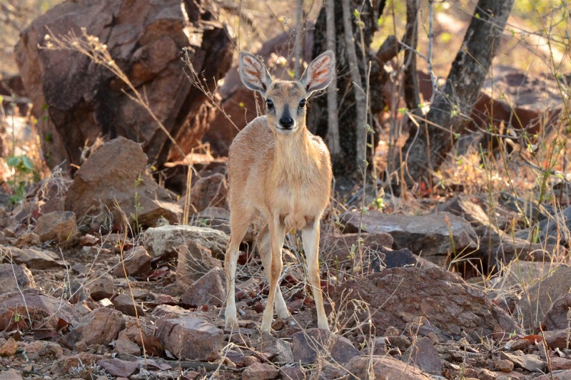 Raphicerus sharpei