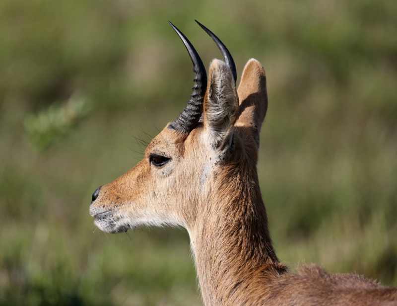 Mountain Reedbuck