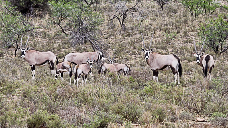 Gemsbok in the Kgaligadi Game Reserve