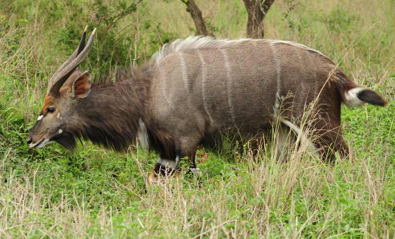 Nyala