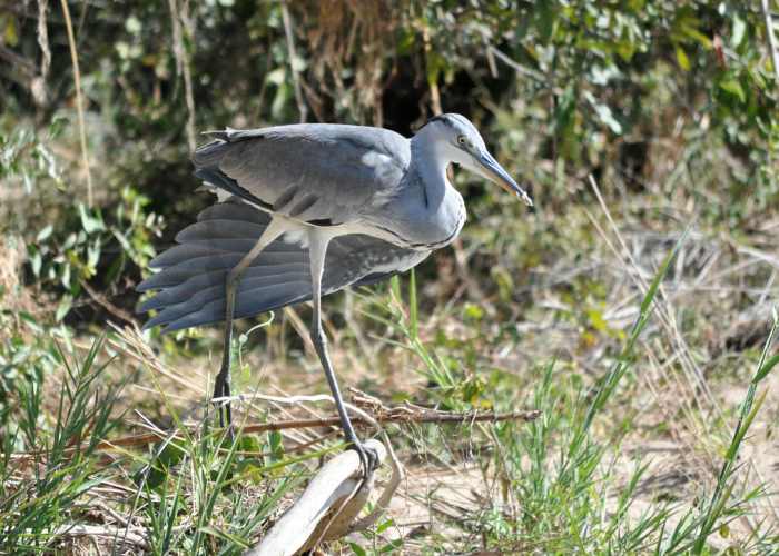 Grey Heron