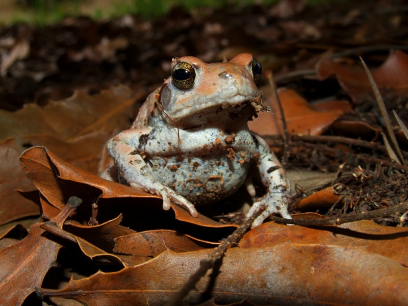 Red Toad