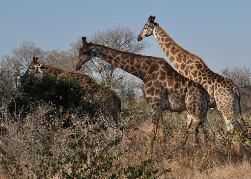 Giraffe