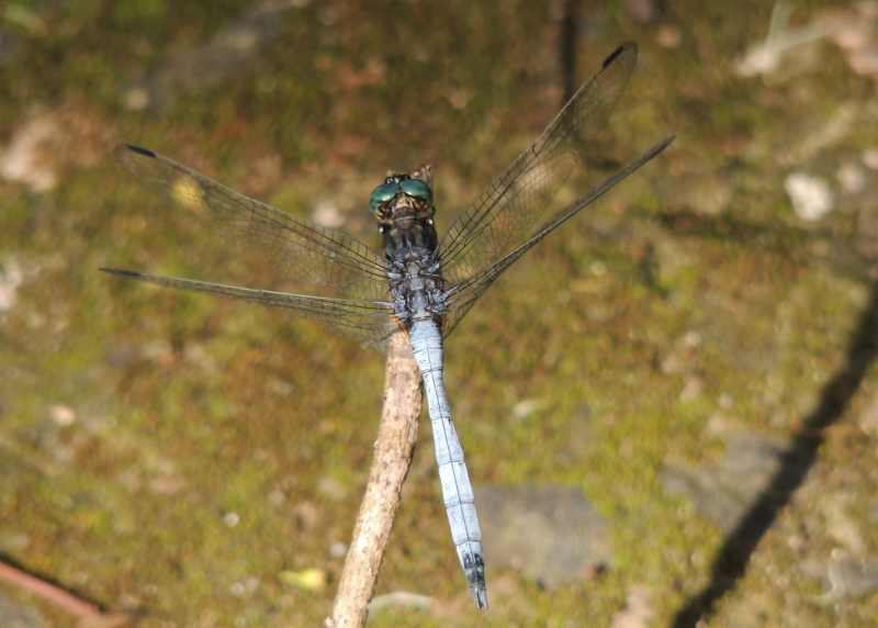 Julia Skimmer dragonfly