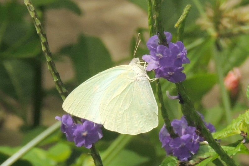 African Migrant