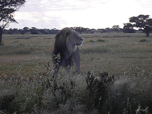 Lion