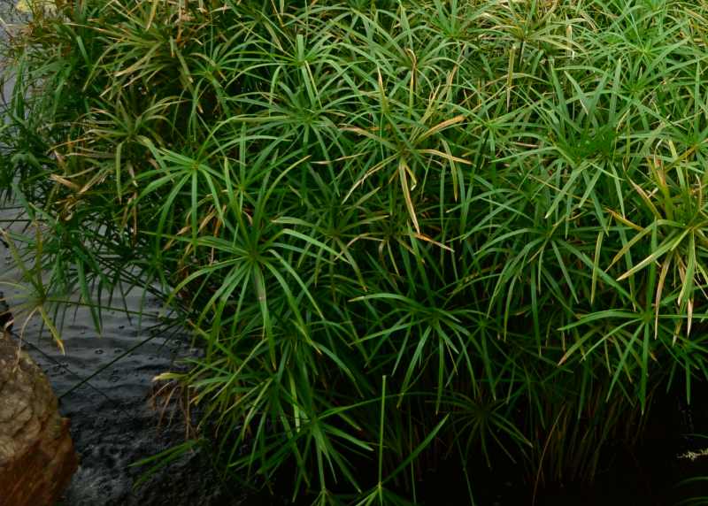 Tall Star Sedge
