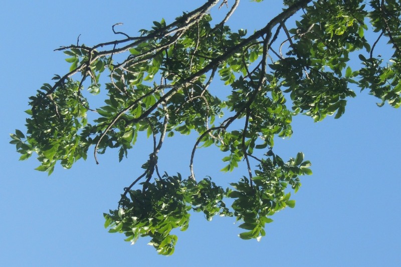 Cape Ash leaves