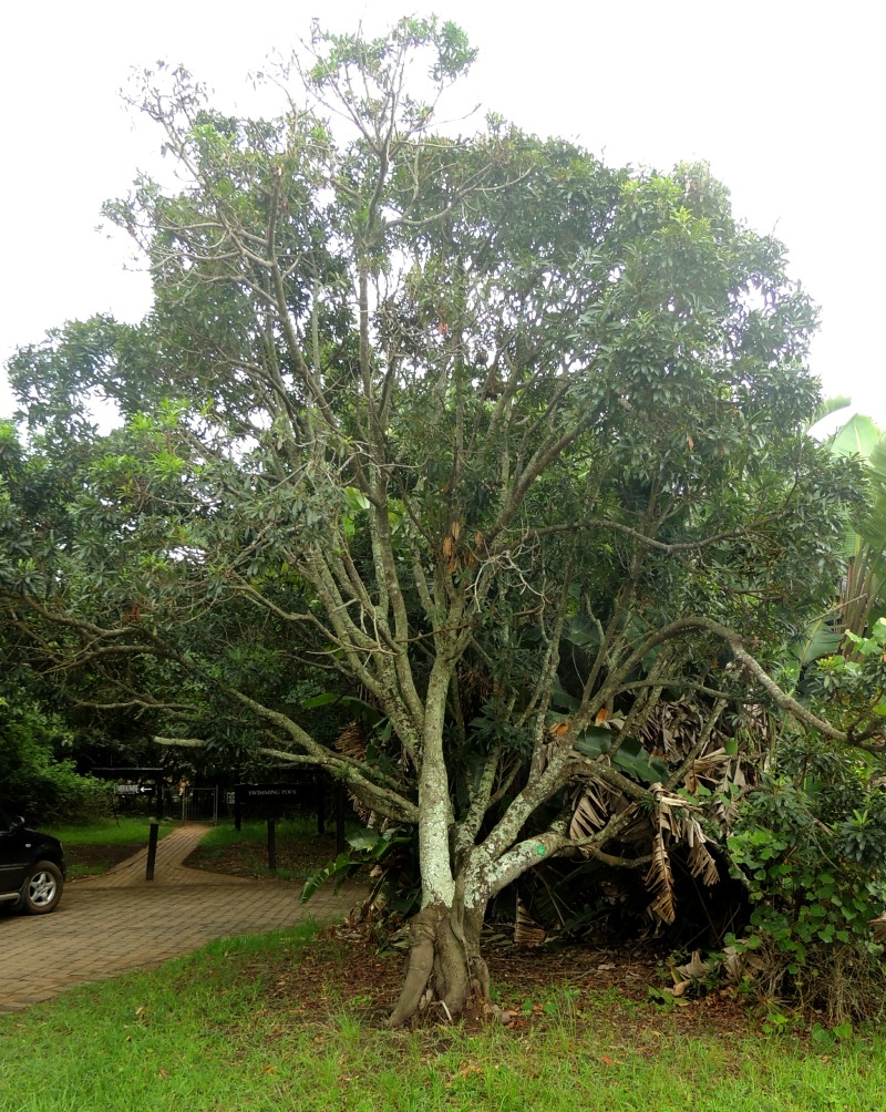 Red Beech