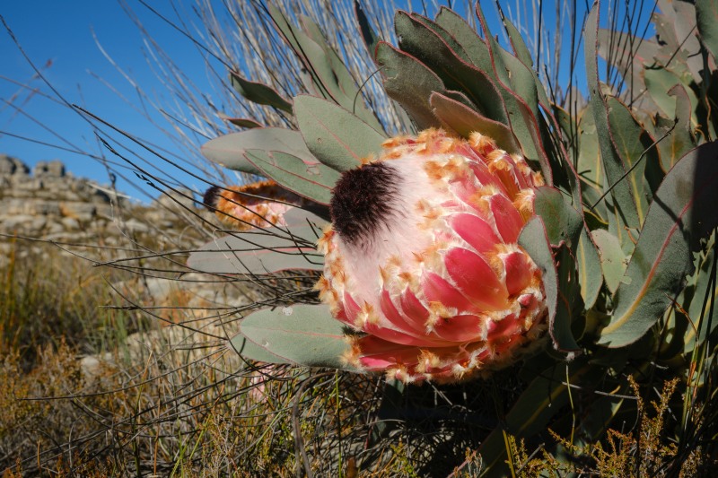 Superb Queen Protea