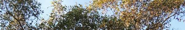 Apple Leaf tree