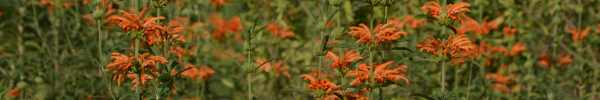 Wild Dagga plant