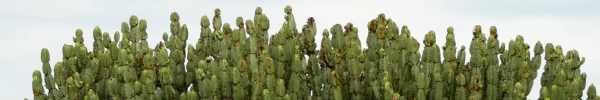 Naboom Euphorbia